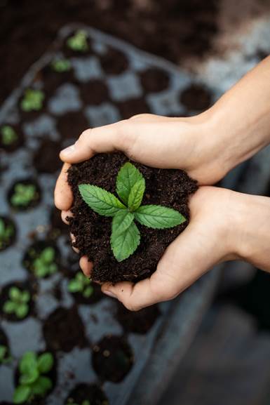 Mains tenant un jeune arbre dans la terre