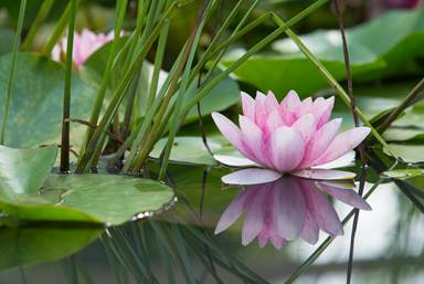 Fleur de lotus flottant sur un lac